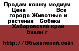 Продам кошку медиум › Цена ­ 6 000 000 - Все города Животные и растения » Собаки   . Хабаровский край,Бикин г.